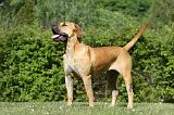 BOERBULL 079